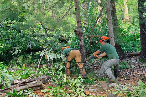 Best Tree Pruning Services  in Terrace Heights, WA